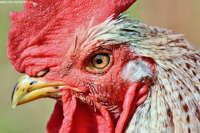 Was macht das Hühnerbrust zur idealen Proteinquelle?