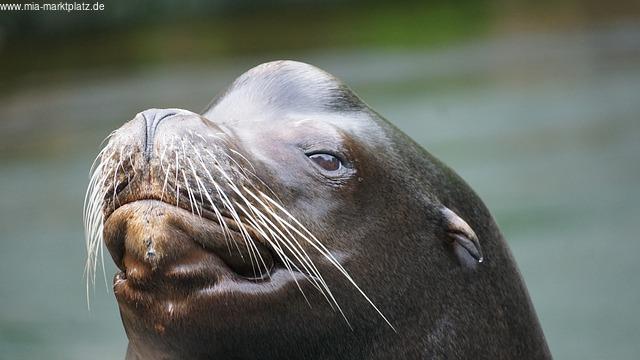 Einführung in Veganuary und vegane Ernährung